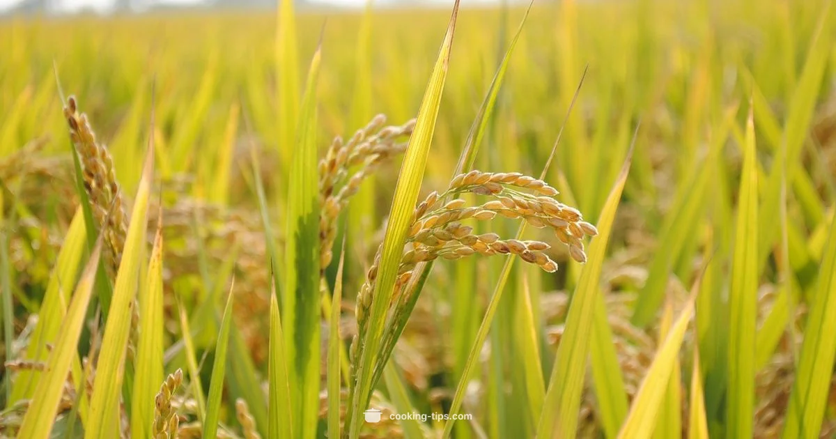 Rice Weight Guide Rice Weight Guide - Cooking Tips