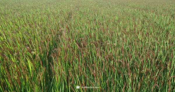 Forbidden Rice - Cooking Tips