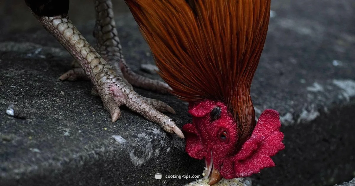 Chicken for Dogs - Cooking Tips