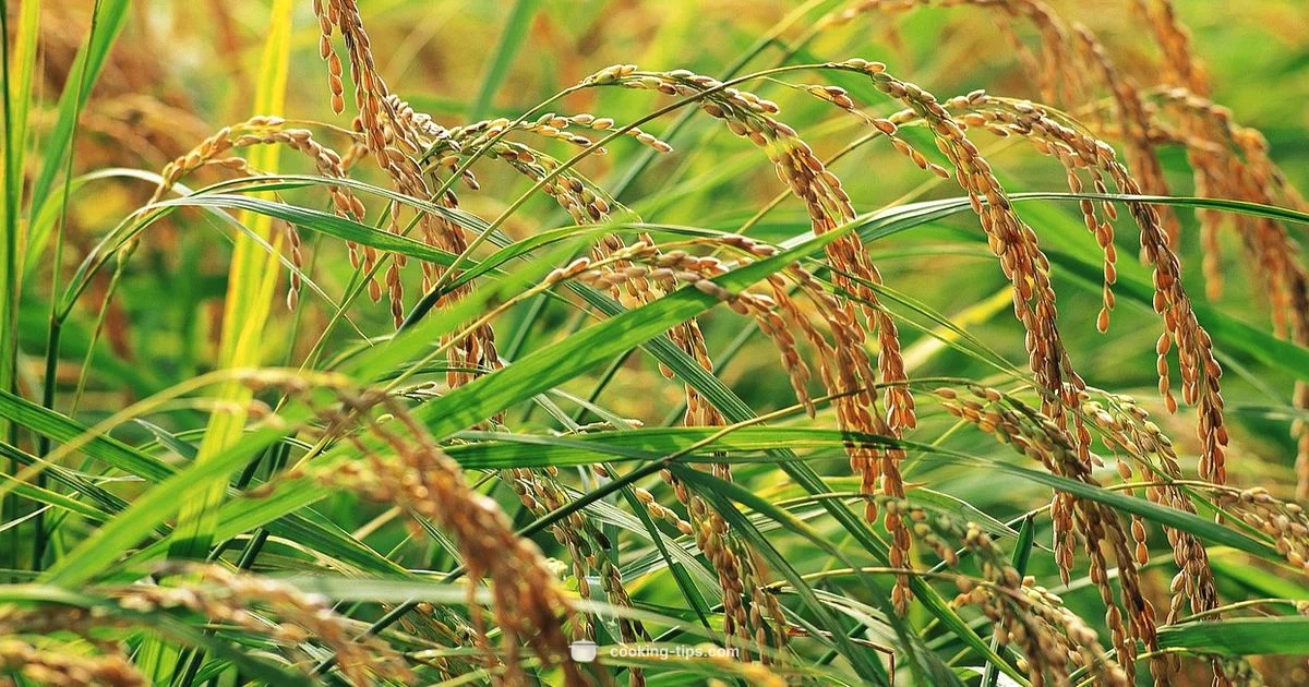 Rice Safety - Cooking Tips