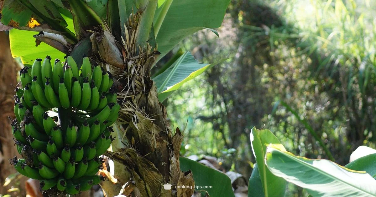Plantains Timing Guide - Cooking Tips