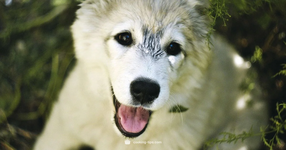 Clear Android Cookies - Cooking Tips