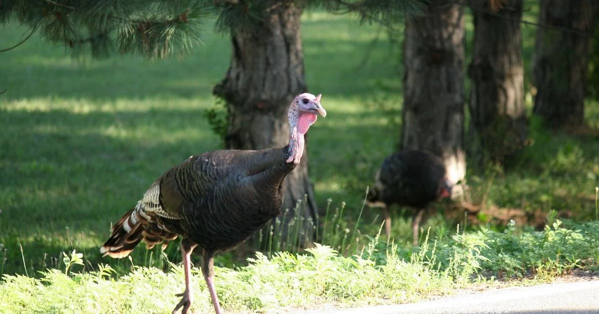 Turkey Choices - Cooking Tips