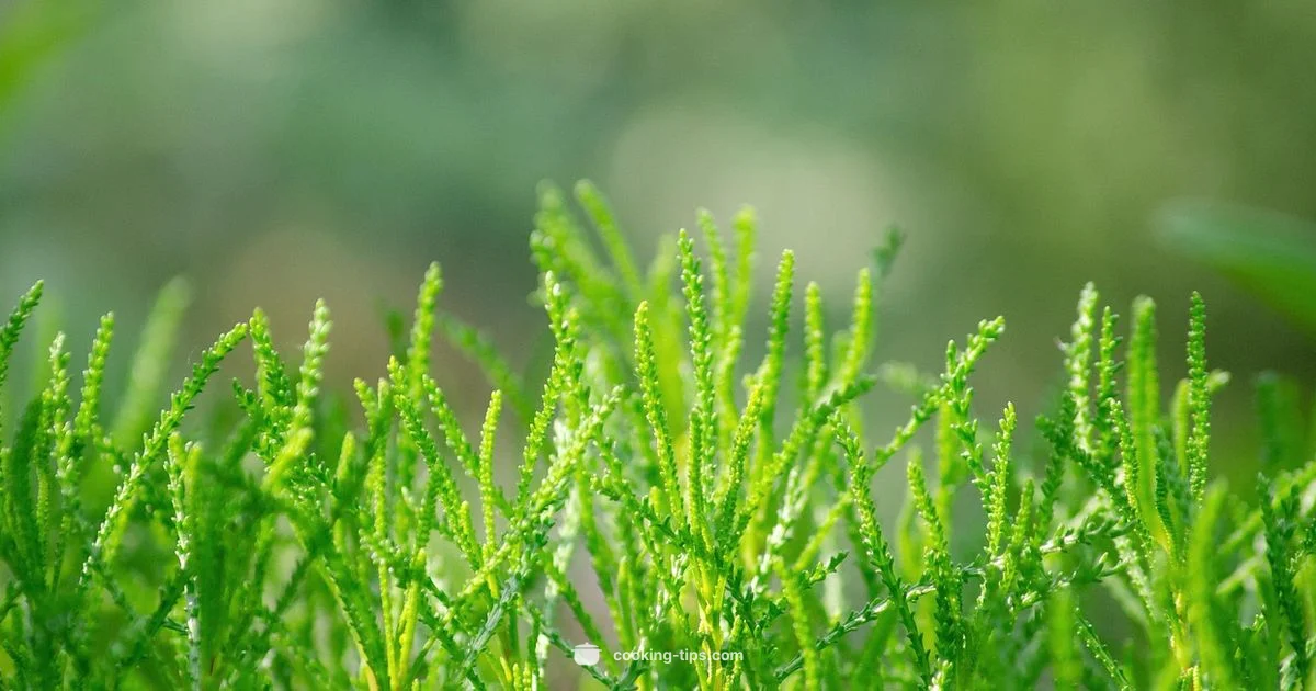 Olive Oil Cooking Guide Olive Oil Cooking Guide - Cooking Tips