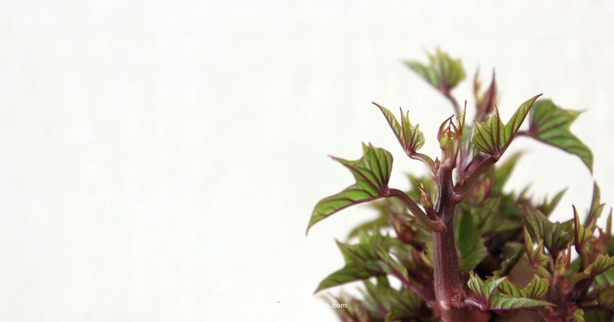 Sweet Potatoes 101 Sweet Potatoes 101 - Cooking Tips