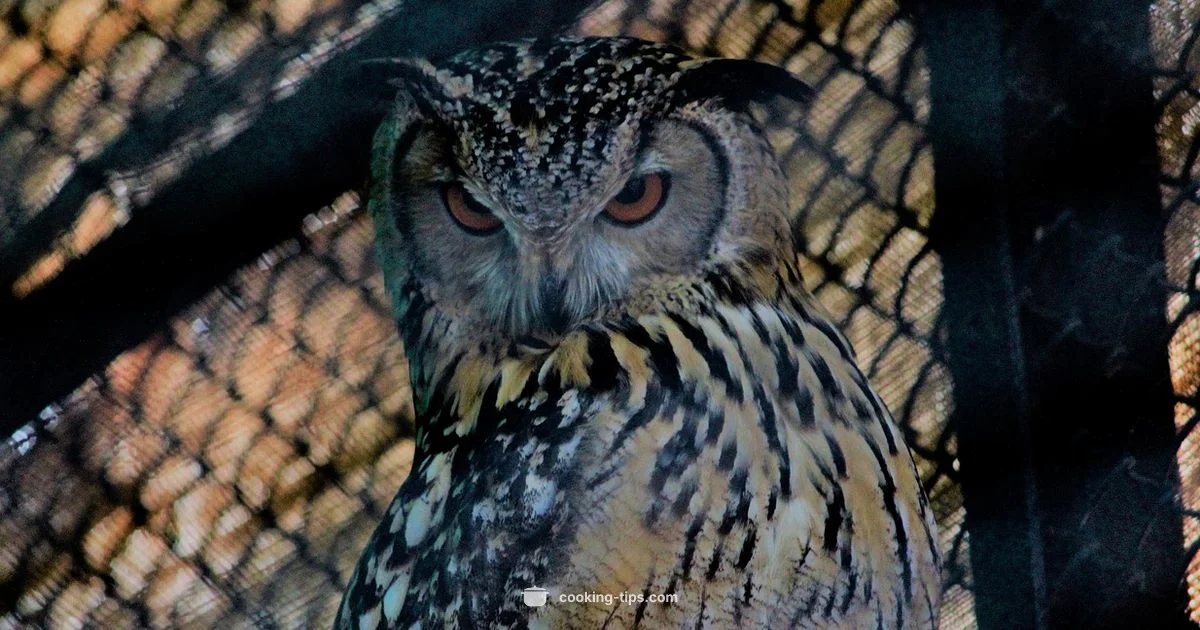 Owl Sound in Kitchen - Cooking Tips