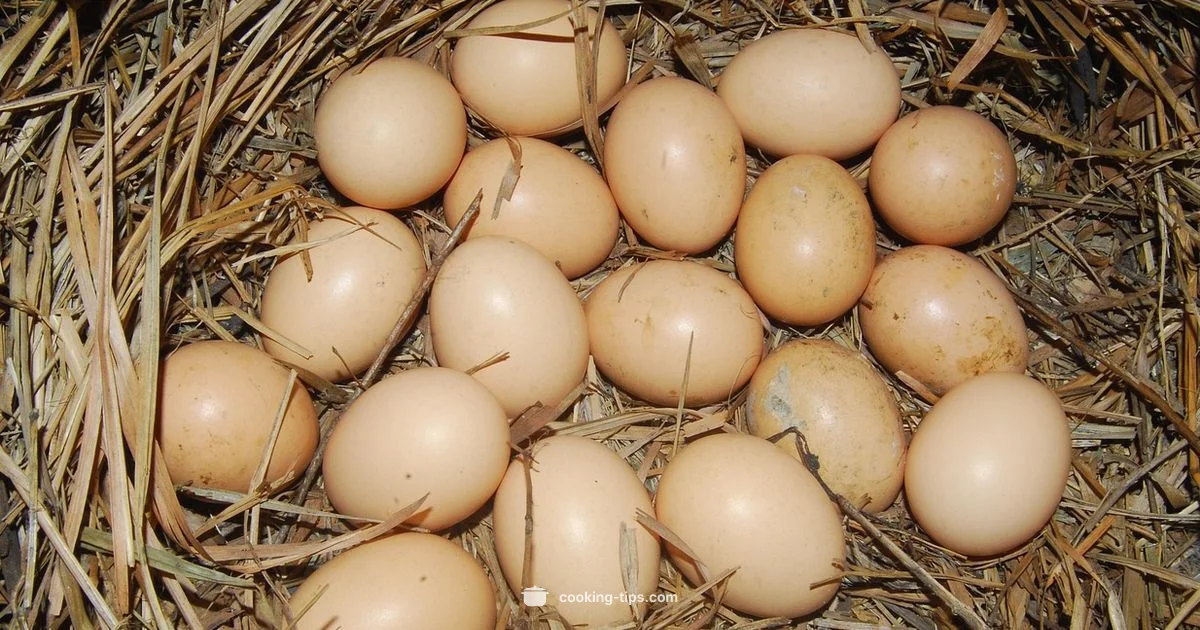 Eggs for Dogs - Cooking Tips