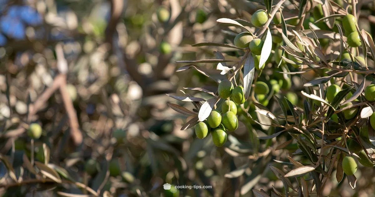 Healthiest Oils Guide - Cooking Tips