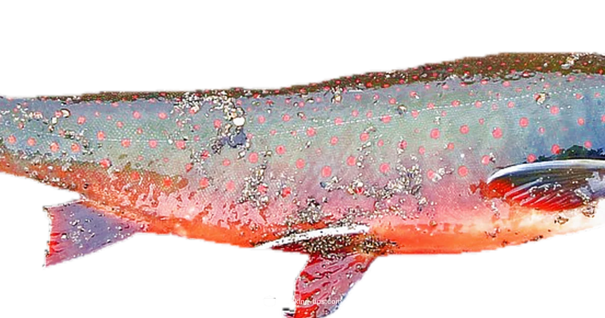 Salmon Cooking Mastery - Cooking Tips