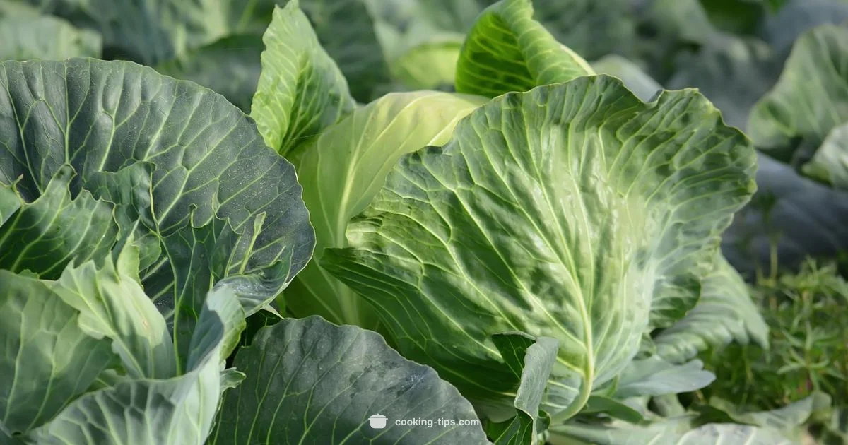 Cooked Cabbage Health Cooked Cabbage Health - Cooking Tips