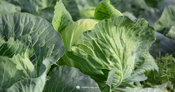 Cooked Cabbage Health - Cooking Tips