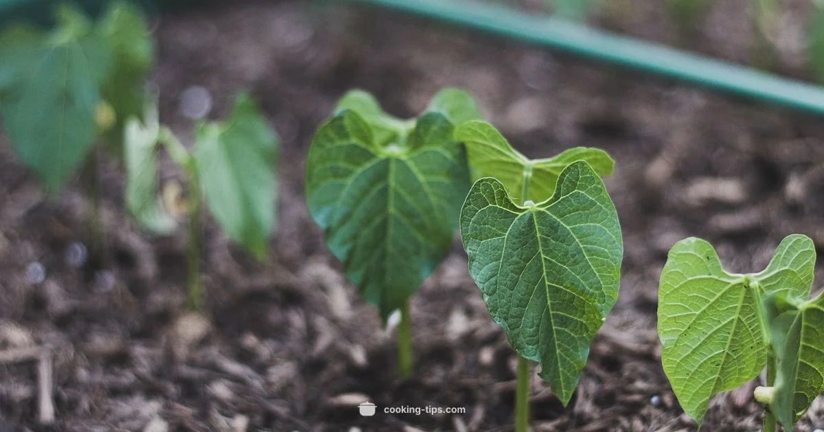 Canned Beans Made Fresh - Cooking Tips