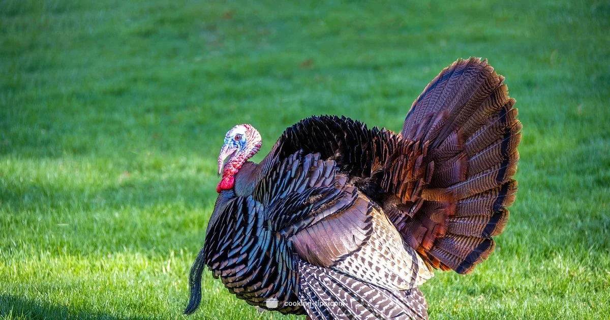 Roast Time Guide - Cooking Tips