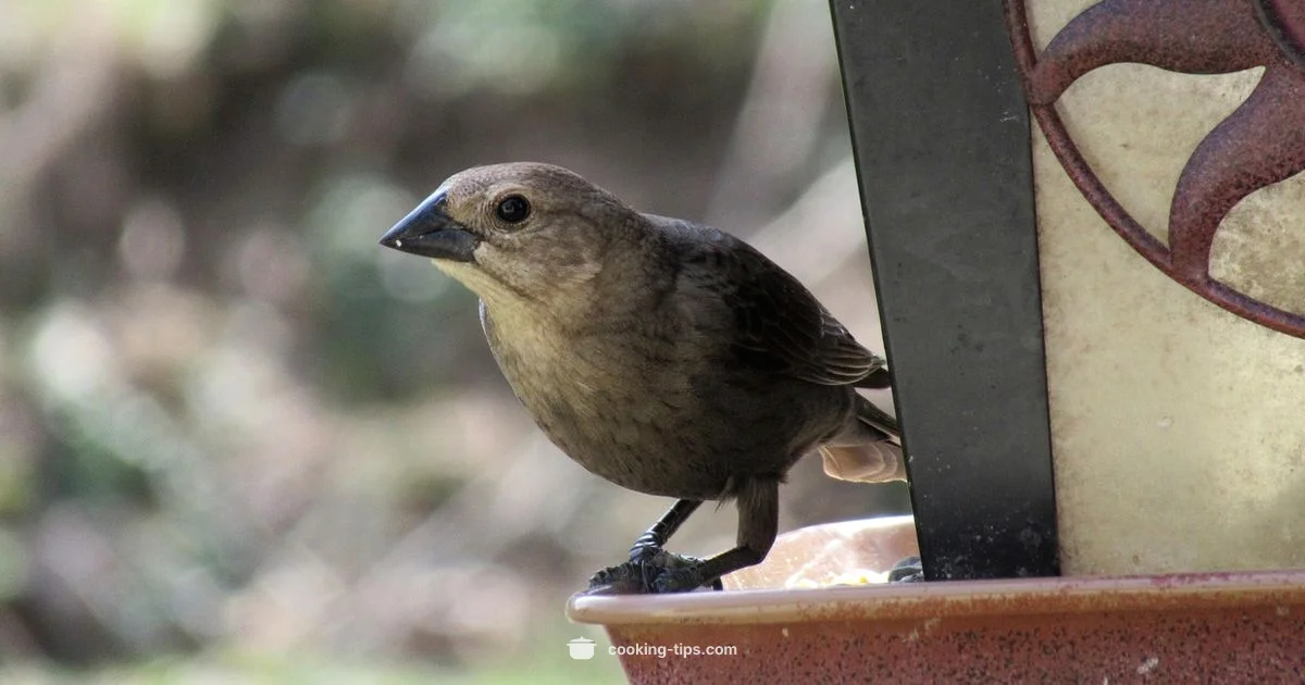 Rice and Birds - Cooking Tips