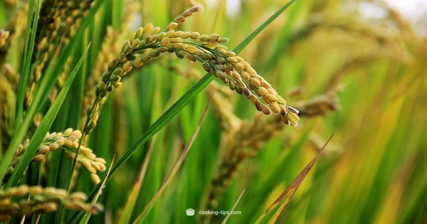 Rice Safety - Cooking Tips