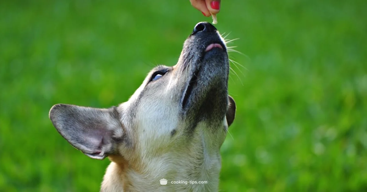 Oil Safe for Dogs Oil Safe for Dogs - Cooking Tips