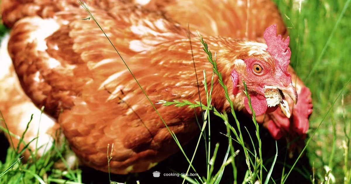 Chicken for Dogs - Cooking Tips