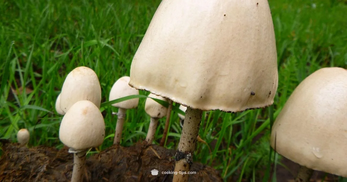 Forest Kitchen Setup - Cooking Tips