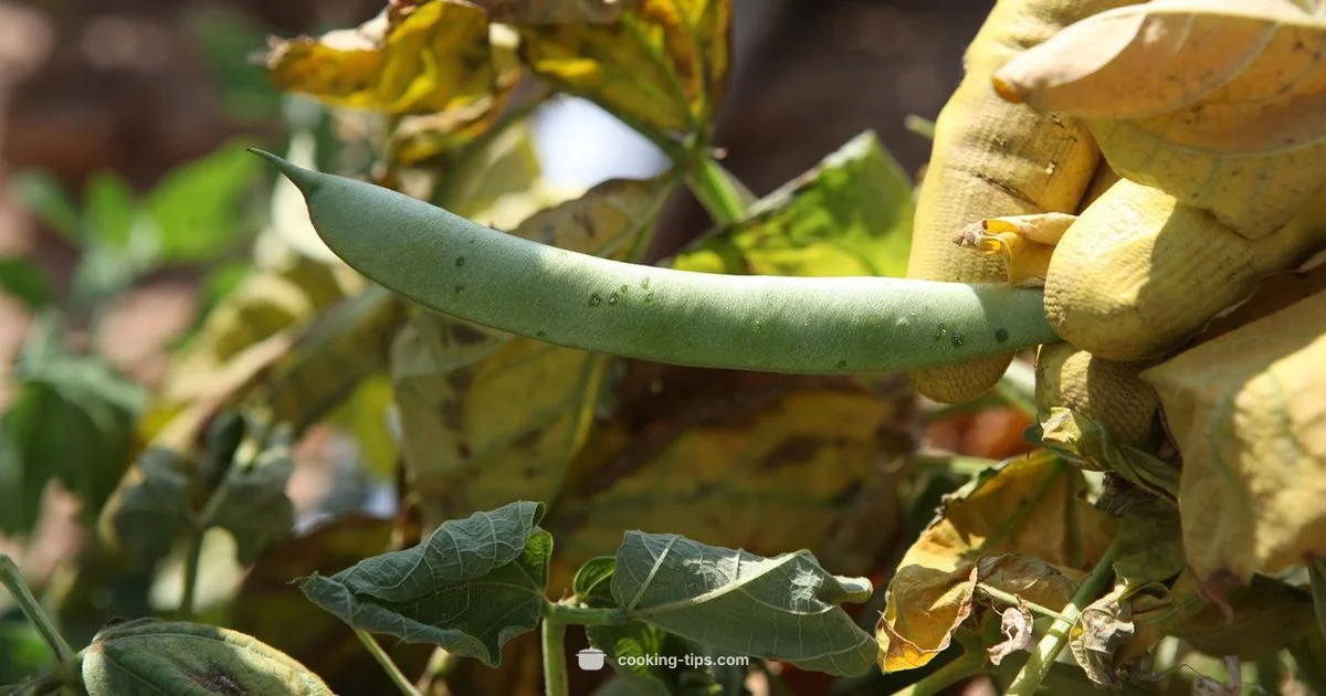 Grease Cleanup Guide - Cooking Tips